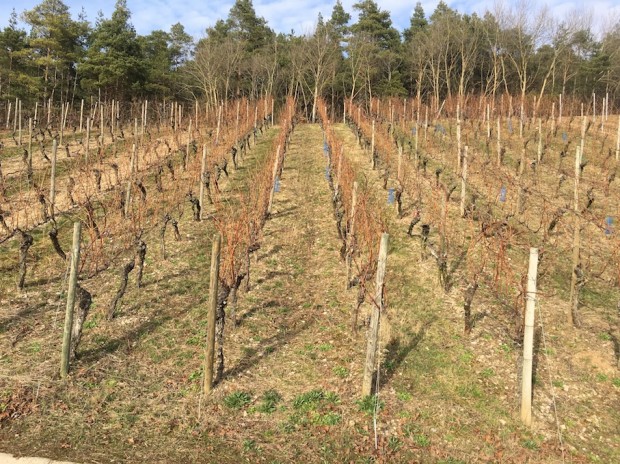 Wbg Steigerwald